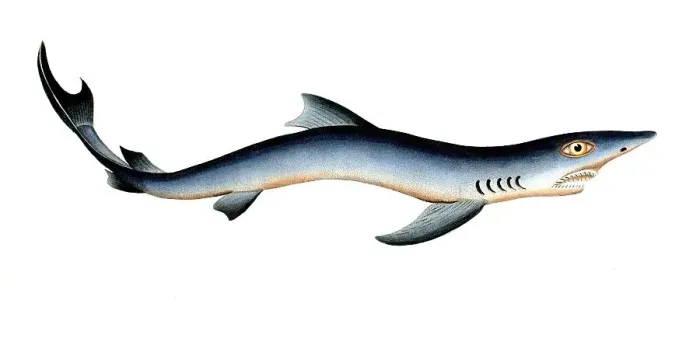 Framed Print : Fish, Fish, Shark genus from the spiny dogfish family, Squalus glaucus, Historical, digitally restored reproduction from a 19th century original, Record date not stated