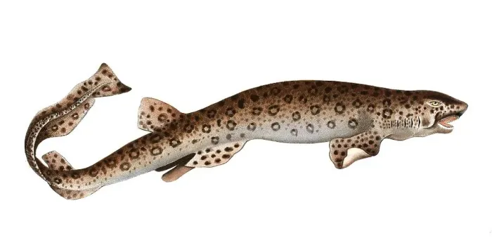 Framed Print : Fish, Fish, Shark species from the spiny dogfish family, Squalus canicula, the tabby shark, the Bounce, Historical, digitally restored reproduction from a 19th century original, Record date not stated Framed Print : Fish, Fish, Shark species from the spiny dogfish family, Squalus canicula, the tabby shark, the Bounce, Historical, digitally restored reproduction from a 19th century original, Record date not stated