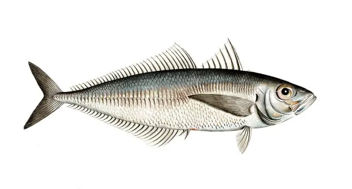 Framed Print : Fish, Fish, Somber trachurus, Trachurus trachurus, Bastard mackerel, Atlantic horse mackerel, Historical, digitally restored reproduction from a 19th century original, Record date not stated Framed Print : Fish, Fish, Somber trachurus, Trachurus trachurus, Bastard mackerel, Atlantic horse mackerel, Historical, digitally restored reproduction from a 19th century original, Record date not stated