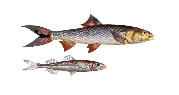 Framed Print : Fish, fish, top: Atherina hepsetus, the Atherine. below: Elops saurus, the lizardfish, The Saure, Historical, digitally restored reproduction from a 19th century original, Record date not stated Framed Print : Fish, fish, top: Atherina hepsetus, the Atherine. below: Elops saurus, the lizardfish, The Saure, Historical, digitally restored reproduction from a 19th century original, Record date not stated