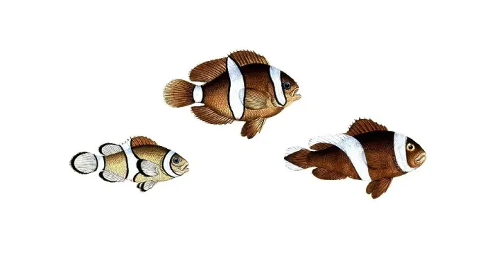 Framed Print : Fish, fish, top: Genus of bannerfish, Anthias polymna, the white band. below, Genus of bannerfish, Anthias bifasciatus, the double band, ths Jordaine, Historic, digitally restored reproduction from a 19th century original, Record date not stated