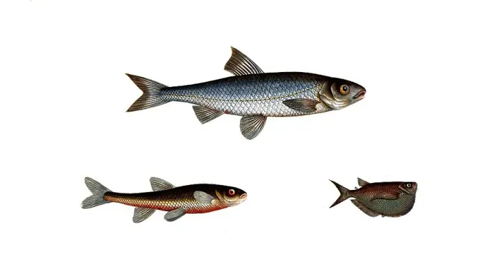 Framed Print : Fish, fish, top: Genus of carp fish, Cyprinus leuciscus, the Dace. bottom left: Genus of carp fish, Cyprinus aphya, the Spirling, The spirling