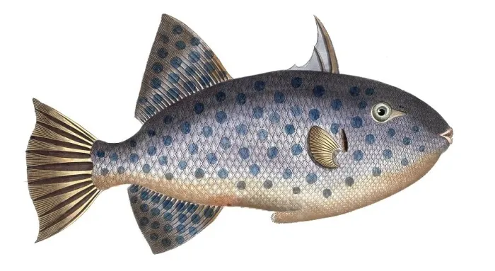 Framed Print : Fish, Fishes, Balistes maculatus, White-spotted Triggerfish, Rough Triggerfish, The long File-Fish, Historical, digitally restored reproduction from a 19th century original, Record date not stated