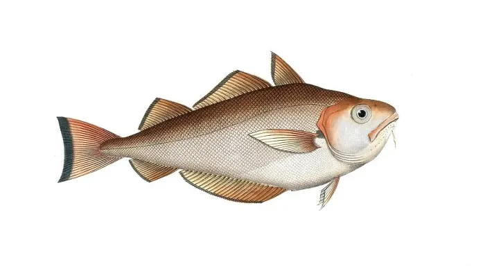 Framed Print : Fish, Fishes, Cod family, Gadus barbatus, the broad haddock, the whiting pout, Historical, digitally restored reproduction from a 19th century original, Record date not stated Framed Print : Fish, Fishes, Cod family, Gadus barbatus, the broad haddock, the whiting pout, Historical, digitally restored reproduction from a 19th century original, Record date not stated