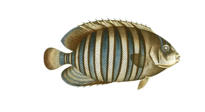 Framed Print : Fish, Fishes, Genus Banded butterflyfish, Butterflyfish, Chaetodon fasciatus, Striped butterflyfish, Historical, Digitally restored reproduction from a 19th century original, Record date not stated Framed Print : Fish, Fishes, Genus Banded butterflyfish, Butterflyfish, Chaetodon fasciatus, Striped butterflyfish, Historical, Digitally restored reproduction from a 19th century original, Record date not stated