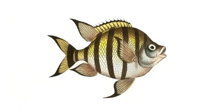 Framed Print : Fish, Fishes, Genus Butterflyfish, Butterflyfish, Chaetodon marginatus, the bordered clifffish, Historical, digitally restored reproduction from a 19th century original, Record date not stated