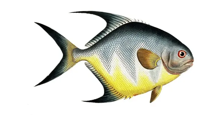 Framed Print : Fish, Fishes, Genus Butterflyfish, Butterflyfish, Chaetodon rhomboides, the diamond-shaped clownfish, Historical, digitally restored reproduction from a 19th century original, Record date not stated Framed Print : Fish, Fishes, Genus Butterflyfish, Butterflyfish, Chaetodon rhomboides, the diamond-shaped clownfish, Historical, digitally restored reproduction from a 19th century original, Record date not stated