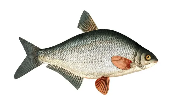Framed Print : Fish, Fishes, Genus of carp fish, Cyprinus blicca, the Blicca bjoerkna, Historical, digitally restored reproduction from a 19th century original, Record date not stated