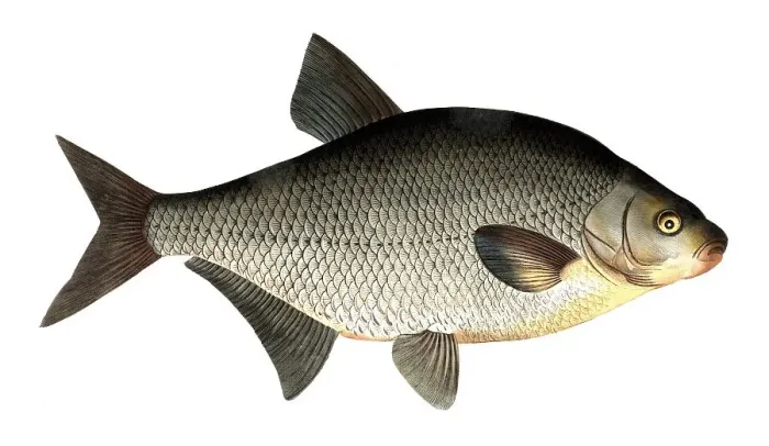 Framed Print : Fish, fishes, genus of carp fish, Cyprinus brama, the Bley or Brassem, the Bream, Historical, digitally restored reproduction from a 19th century original, Record date not stated