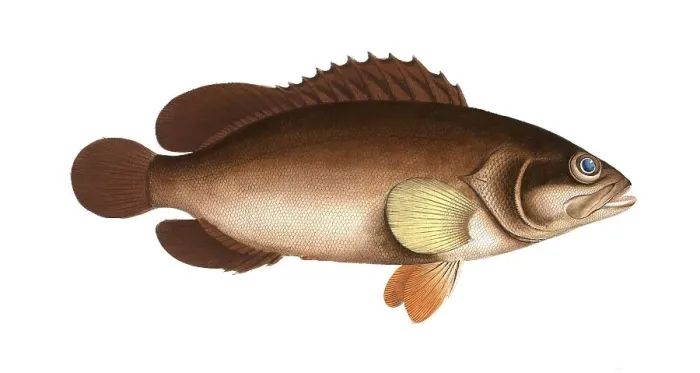 Framed Print : Fish, Fishes, Genus of groupers, Epinephelus Afer, Alphestes afer, african loggerhead, a genus of marine ray-finned fish, Historical, digitally restored reproduction from a 19th century original, Record date not stated Framed Print : Fish, Fishes, Genus of groupers, Epinephelus Afer, Alphestes afer, african loggerhead, a genus of marine ray-finned fish, Historical, digitally restored reproduction from a 19th century original, Record date not stated