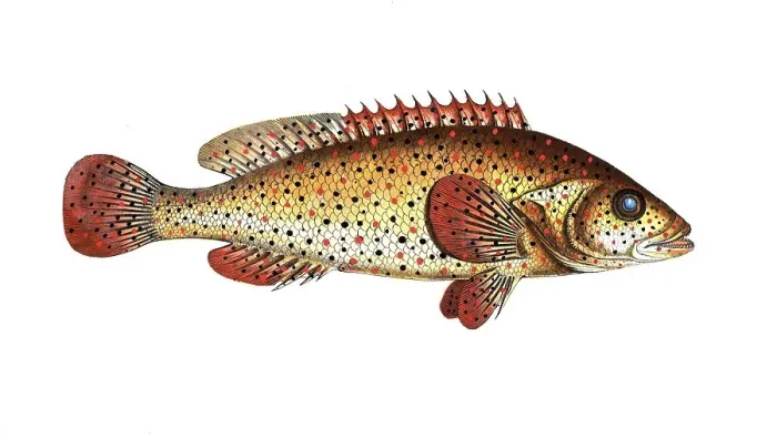 Framed Print : Fish, fishes, genus of hussar fishes, Holocentrus punctatus, the punctulated Sogo, the punctulated Holocentre, Historical, digitally restored reproduction from a 19th century original, Record date not stated Framed Print : Fish, fishes, genus of hussar fishes, Holocentrus punctatus, the punctulated Sogo, the punctulated Holocentre, Historical, digitally restored reproduction from a 19th century original, Record date not stated