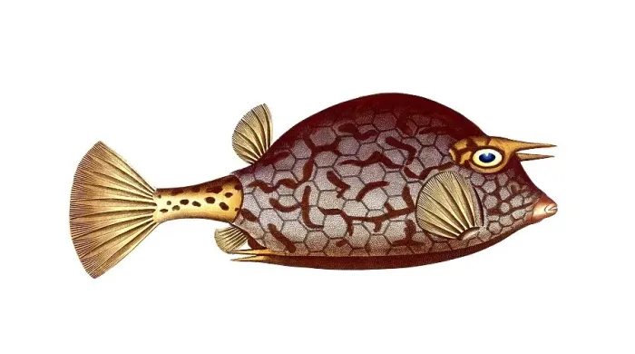 Framed Print : Fish, Fishes, Genus marine ray-finned fish, Ostracion quadricornis, Acanth genus marine ray-finned fish, four-spined triangle, Cuckold-fish, Scrawled Cowfish, Historic, digitally restored reproduction from a 19th century original