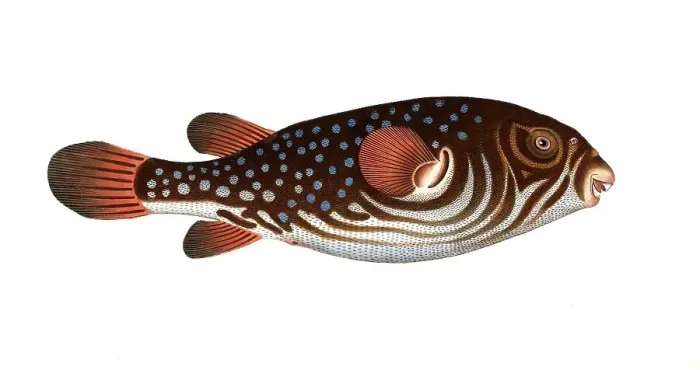 Framed Print : Fish, fishes, genus of the pufferfish family, Tetrodon testudineus, the turtlefish, the Toadfish, Historical, digitally restored reproduction from a 19th century original, Record date not stated Framed Print : Fish, fishes, genus of the pufferfish family, Tetrodon testudineus, the turtlefish, the Toadfish, Historical, digitally restored reproduction from a 19th century original, Record date not stated