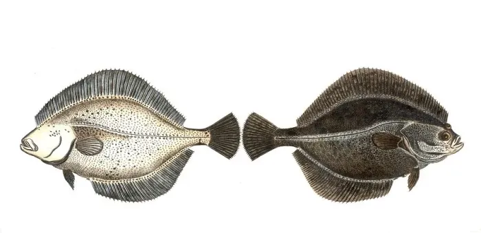 Framed Print : Fish, fishes, genus of right-eye flounders, Pleuronectes flesus, theerbut or flounder, the Flounder, Historical, digitally restored reproduction from a 19th century original, Record date not stated