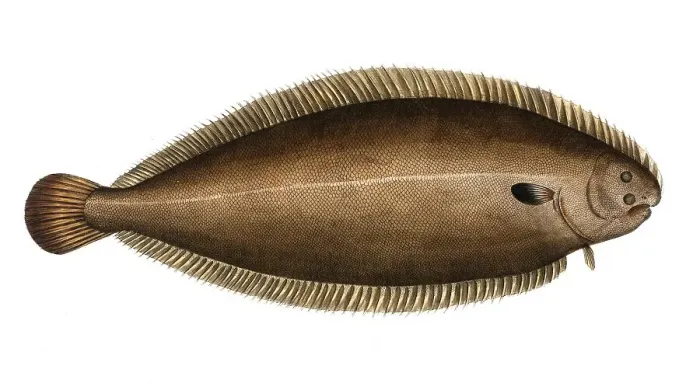 Framed Print : Fish, fishes, genus of right-eye flounders, Pleuronectes solea, the tongue, sole, The Sole, Historical, digitally restored reproduction from a 19th century original, Record date not stated Framed Print : Fish, fishes, genus of right-eye flounders, Pleuronectes solea, the tongue, sole, The Sole, Historical, digitally restored reproduction from a 19th century original, Record date not stated