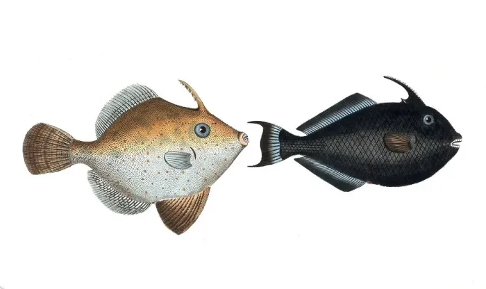 Framed Print : Fish, fishes, left: Balistes chinensis, the Chinese hornfish. right: Balistes ringens, the black hornfish, the black old Wife, Historic, digitally restored reproduction from a 19th century original, Record date not stated