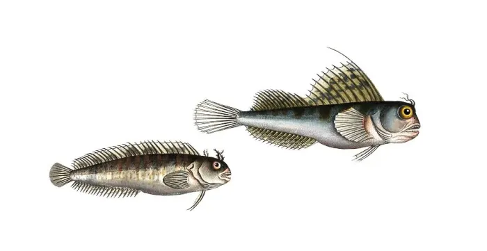 Framed Print : Fish, fishes, left: Blennius gattorugine, the sea deer. right: Blennius ocellaris, the Butterfly-Fish, Historic, digitally restored reproduction from a 19th century original, Record date not stated Framed Print : Fish, fishes, left: Blennius gattorugine, the sea deer. right: Blennius ocellaris, the Butterfly-Fish, Historic, digitally restored reproduction from a 19th century original, Record date not stated