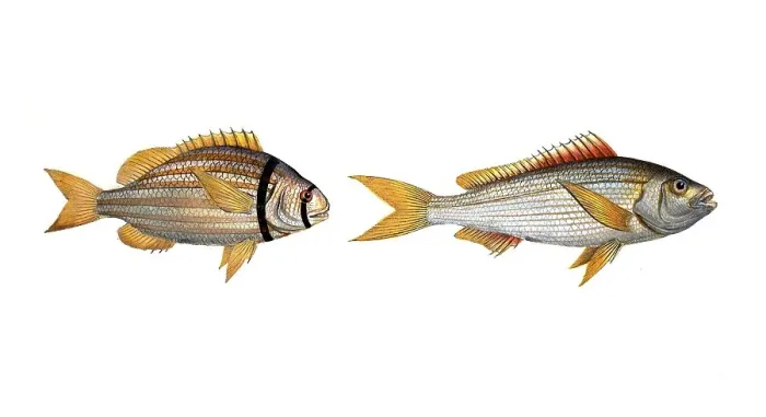 Framed Print : Fish, fishes, left: Family of sea bream, Sparus vittatus, striped bream, the striped Gilt-head. right: Sparzs cuning, der Cuning, the Cuning, Historic, digitally restored reproduction from a 19th century original, Record date not stated