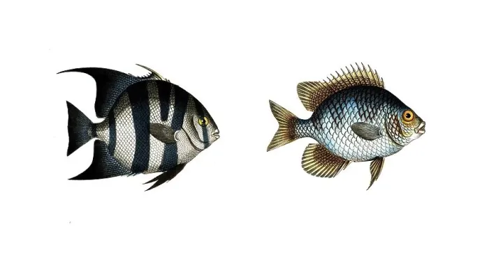 Framed Print : Fish, fishes, left: genus butterfly-fish, Chaetodon faber, the Smith, the Smith