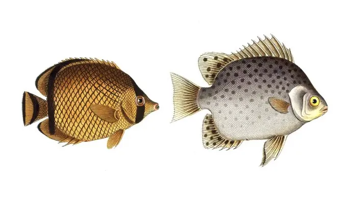 Framed Print : Fish, fishes, left: Genus butterflyfish, Chaetodon vagabundus, the hawkfish. right: Genus butterflyfish, Chaetodon argus, the Indian argus, Historic, digitally restored reproduction from a 19th century original, Record date not stated Framed Print : Fish, fishes, left: Genus butterflyfish, Chaetodon vagabundus, the hawkfish. right: Genus butterflyfish, Chaetodon argus, the Indian argus, Historic, digitally restored reproduction from a 19th century original, Record date not stated