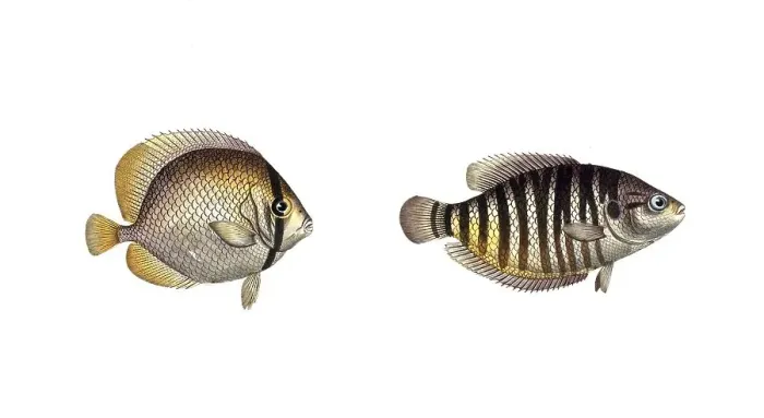 Framed Print : Fish, fishes, left: Genus butterflyfish, Chaetodon kleinii, the Klein's Chetodon