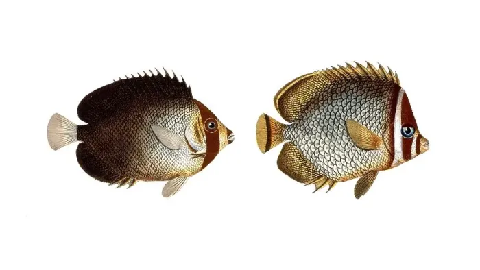 Framed Print : Fish, fishes, left: genus butterflyfish, butterflyfish, Chaetodon mesoleucus, the mulatto, The Mulatto Framed Print : Fish, fishes, left: genus butterflyfish, butterflyfish, Chaetodon mesoleucus, the mulatto, The Mulatto