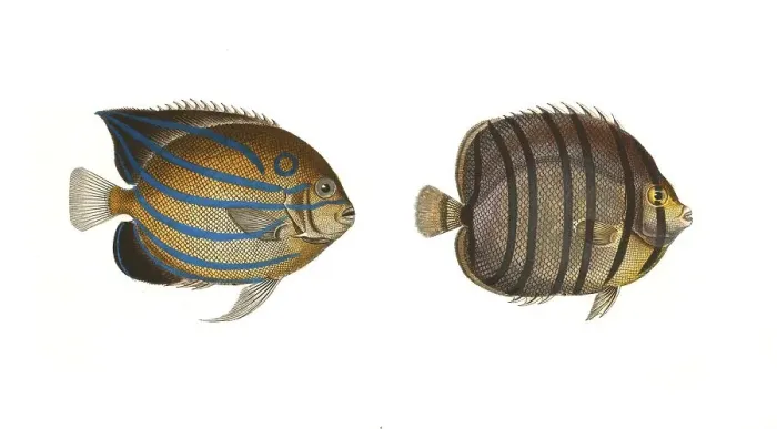 Framed Print : Fish, fishes, left: Genus butterflyfish, butterflyfish, Chaetodon annularis, the ring