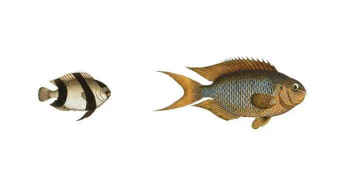 Framed Print : Fish, fishes, left: Genus butterflyfish, butterflyfish, Chaetodon aruanus, the Schwartzkopf