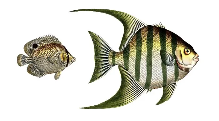 Framed Print : Fish, Fishes, left, genus Butterflyfish, Butterflyfish, Chaetodon ocellatus, the peacock eye. right, Chaetodon pluemieri, the pluemier's clifffish, Historical, digitally restored reproduction from a 19th century original, Record date not stated