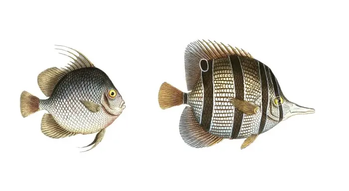 Framed Print : Fish, fishes, left: Genus butterflyfish, butterflyfish, Chaetodon orbis, the disc. right: genus butterflyfish, Chaetodon rostratus, the beakfish, Historical, digitally restored reproduction from a 19th century original, Record date not stated