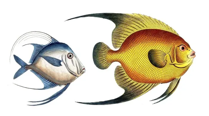 Framed Print : Fish, fishes, left: Genus of fish from the Zeidae family, Zeus Vomer, the Ploughshare, the Silver-Fish