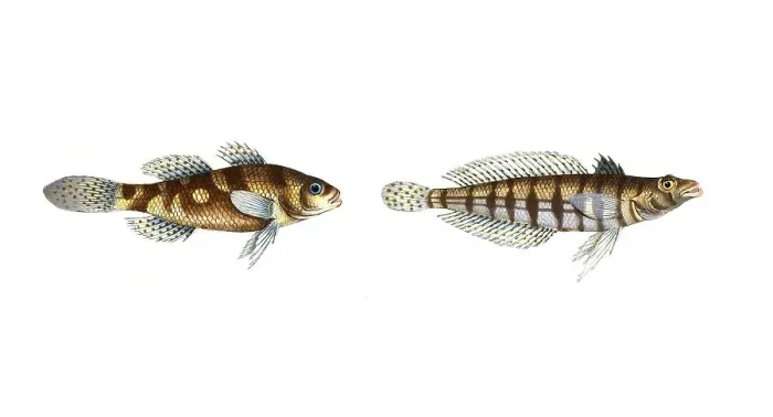 Framed Print : Fish, fishes, left: Genus from the umber family, Sciaena maculata, the spotted umber, the spotted umber Framed Print : Fish, fishes, left: Genus from the umber family, Sciaena maculata, the spotted umber, the spotted umber