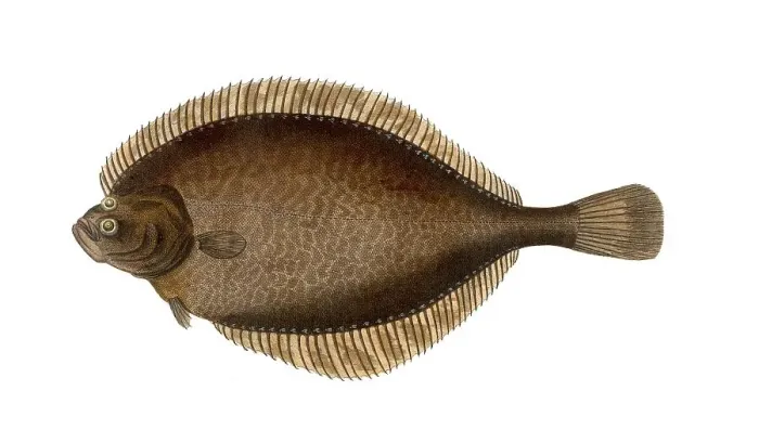 Framed Print : Fish, Fishes, Lepidorhombus whiffiagonis, Winged turbot, the Megrim, megrim sole, whiff, or Cornish sole, Historical, digitally restored reproduction from a 19th century original, Record date not stated Framed Print : Fish, Fishes, Lepidorhombus whiffiagonis, Winged turbot, the Megrim, megrim sole, whiff, or Cornish sole, Historical, digitally restored reproduction from a 19th century original, Record date not stated