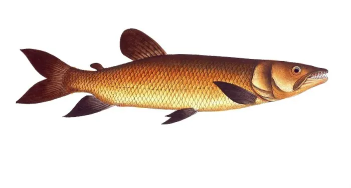 Framed Print : Fish, Fishes, Salmon family, Salmo odoe, Hepsetus odoe, African pike characin, Historical, digitally restored reproduction from a 19th century original, Record date not stated