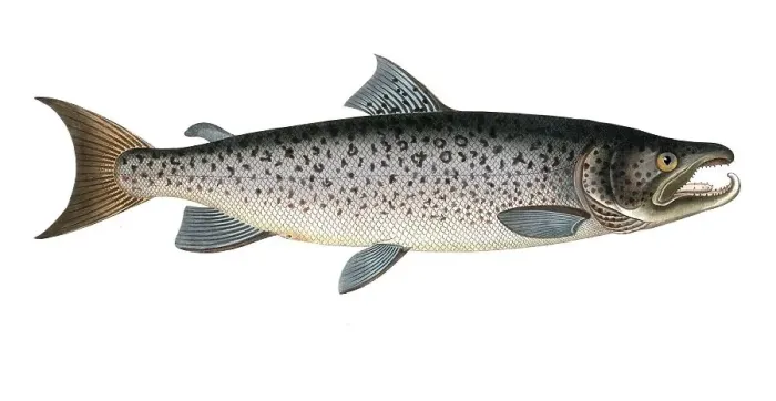 Framed Print : Fish, Fishes, Salmon family, Salmo salar, Hooked salmon, Atlantic salmon, Male salmon family, Salmon, Atlantic salmon family, Historical, digitally restored reproduction from a 19th century original, Record date not stated