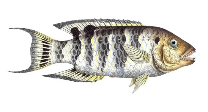 Framed Print : Fish, Fishes, Sea bream family, Sparus fasciatus, Cheilinus fasciatus, Red-breasted wrasse, Historical, digitally restored reproduction from a 19th century original, Record date not stated