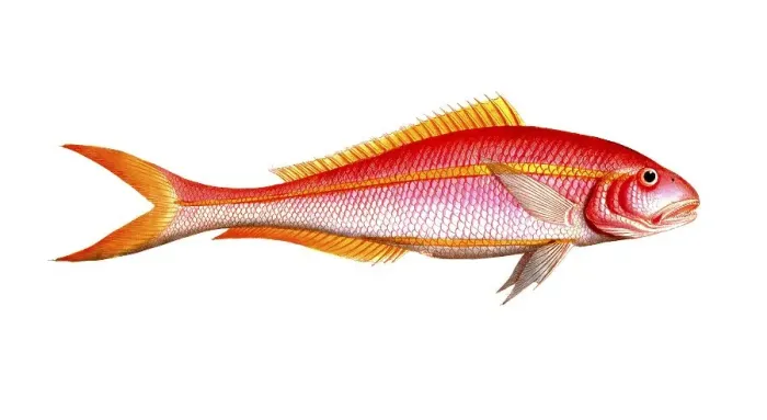 Framed Print : Fish, Fishes, Seabream family, Sparus chrysurus, the gold-tailed gilt-head, Historical, digitally restored reproduction from a 19th century original, Record date not stated