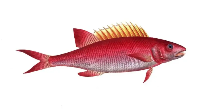 Framed Print : Fish, Fishes, Wrasse family, Bodianus pentacanthus, the Jaguar, Historical, digitally restored reproduction from a 19th century original, Record date not stated