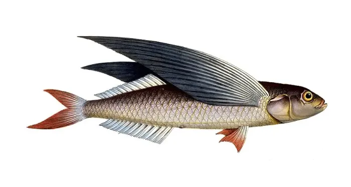 Framed Print : Fish, Flying fish, genus flying fish, Exocoetus evolans, the high-flyer, the Flying-Fish, Historical, digitally restored reproduction from a 19th century original, Record date not stated Framed Print : Fish, Flying fish, genus flying fish, Exocoetus evolans, the high-flyer, the Flying-Fish, Historical, digitally restored reproduction from a 19th century original, Record date not stated