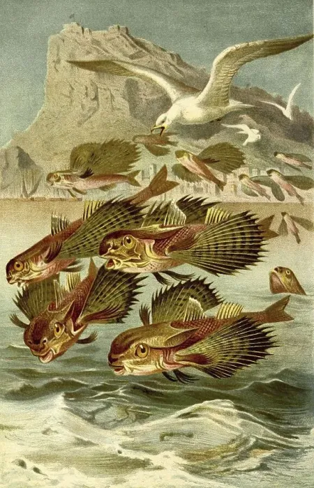 Framed Print : Fish, flying fowl (Dactylopterus volitans)