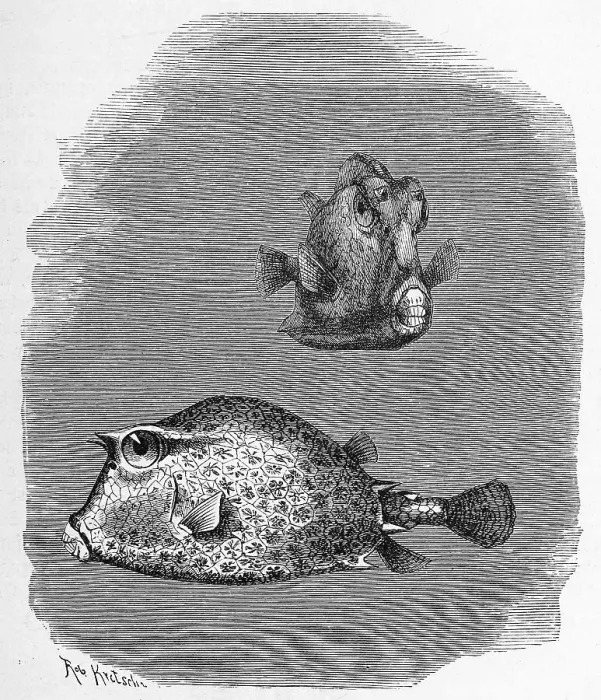 Framed Print : Fish, four-horned, horned boxfish