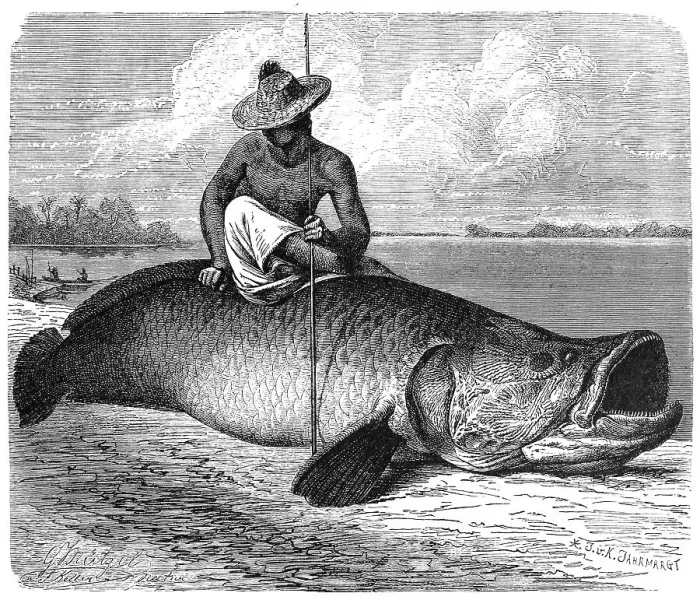 Framed Print : Fish, giant arapaima (Arapaima gigas)