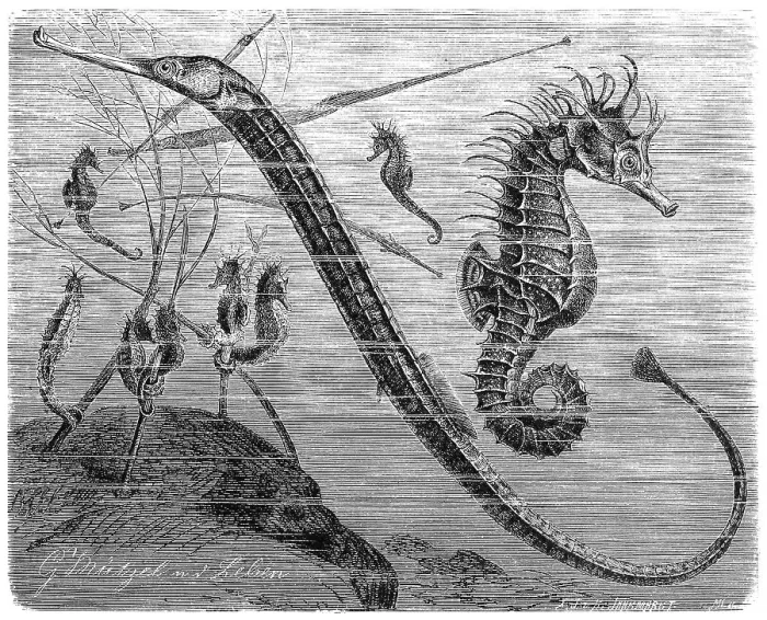 Framed Print : Fish, greater pipefish (Syngnathus acus)