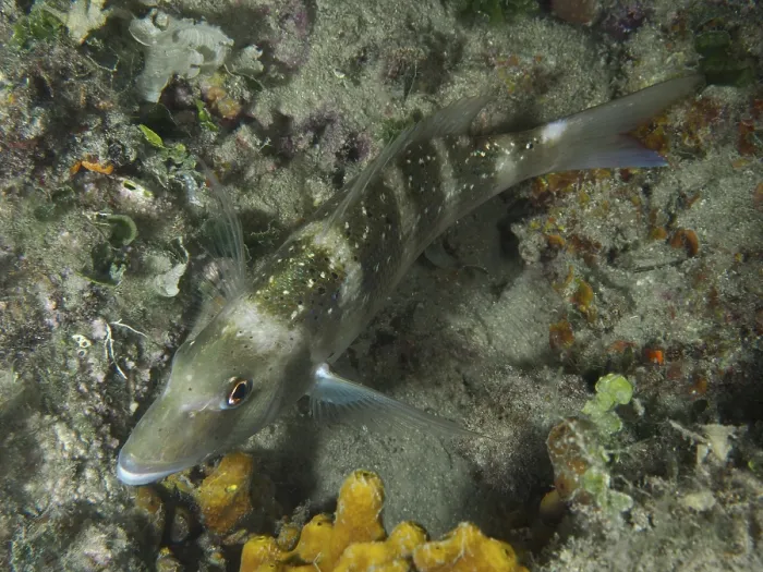 Framed Print : A fish with green-brown colouring Framed Print : A fish with green-brown colouring
