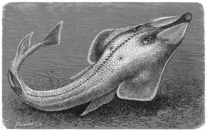 Framed Print : Fish, halavi guitarfish (Glaucostegus halavi) Framed Print : Fish, halavi guitarfish (Glaucostegus halavi)