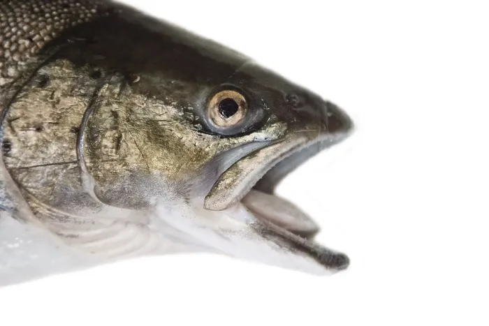 Framed Print : Fish head portrait. A hybrid of Atlantic salmon (Salmo salar) and Sea trout (Salmo trutta)