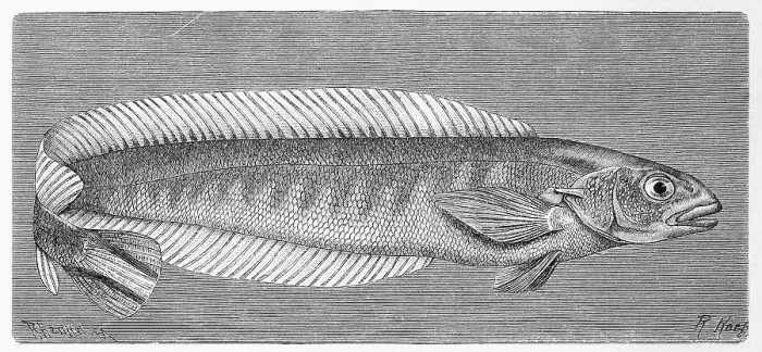 Framed Print : Fish, Hoedts soft ray, Malacanthus hoedtii