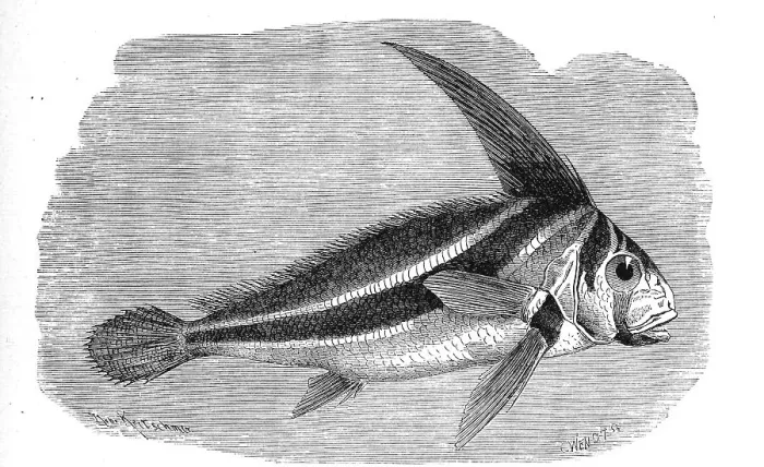 Framed Print : Fish, jack-knifefish (Equetus lanceolatus) Framed Print : Fish, jack-knifefish (Equetus lanceolatus)
