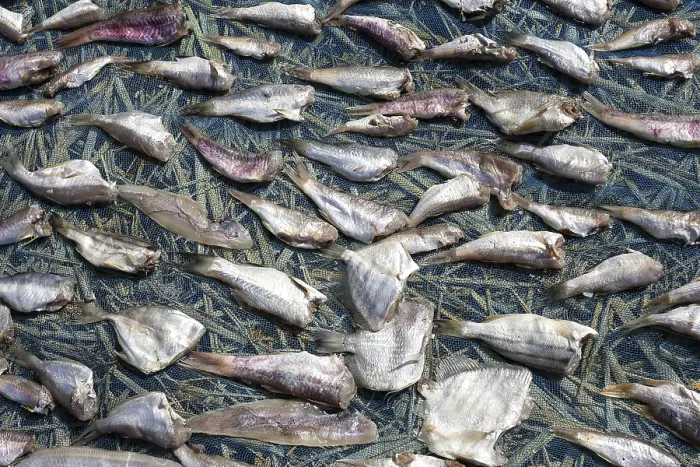Framed Print : Fish laid out to dry, beach of the fishing village of Ngapali