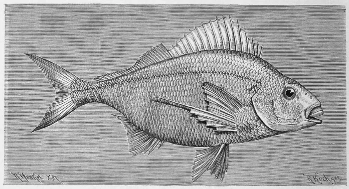 Framed Print : Fish, Large fingerfin, Chilodactylus macropterus